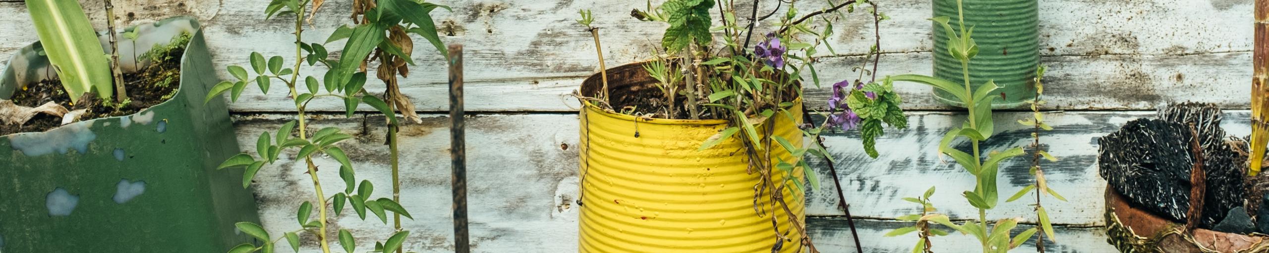 Planten in gerecyclede potten